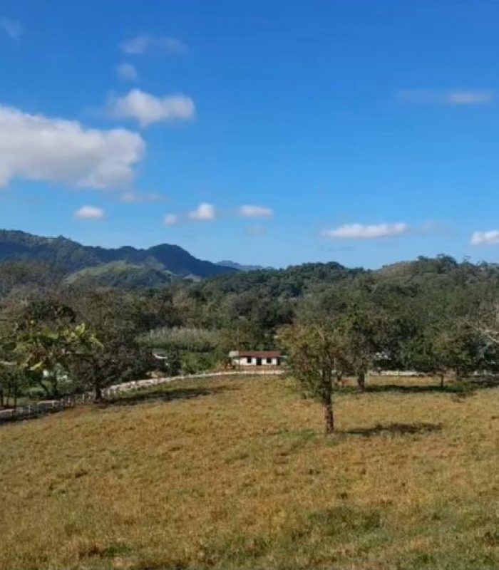 Bluezone Landscape